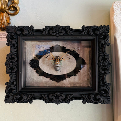 LTD Ghost Cicada Shadowbox Art Silver Background