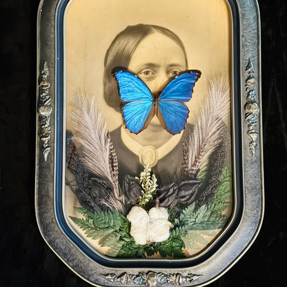 Veiled Curiosities { Theodora } Blue Morpho Silver Blue Convex Frame