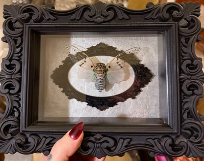 LTD Ghost Cicada Shadowbox Art Silver Background