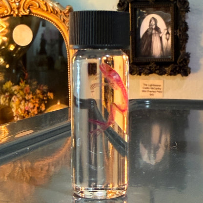 Diaphonized Tiny Frog Specimen