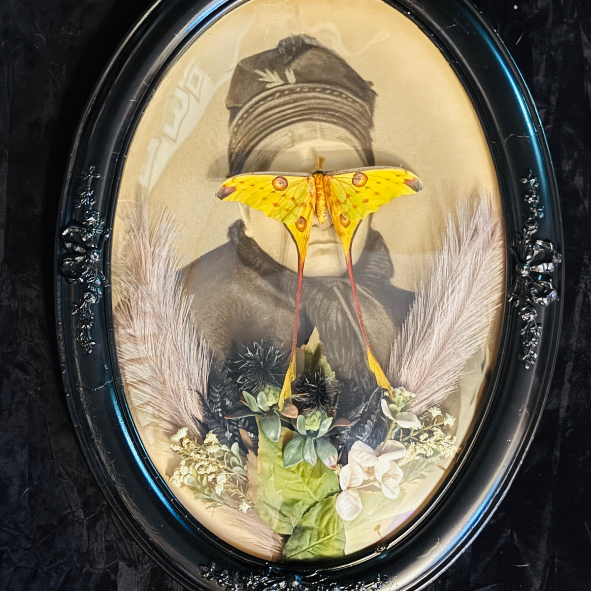 Veiled Curiosities { Minerva } Male Comet Moth Black Victorian Frame