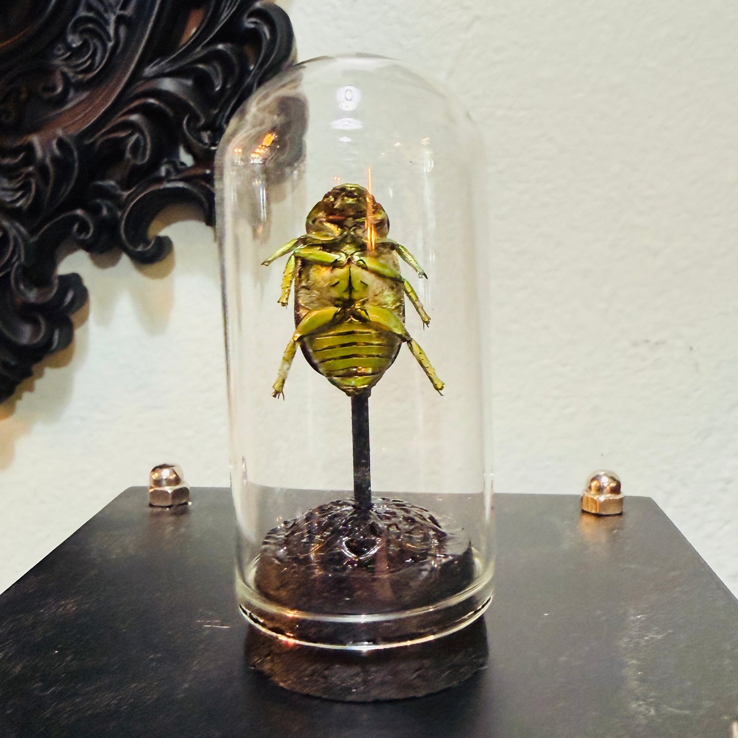 LTD Beetle Specimen In Glass Mini Dome Black Base