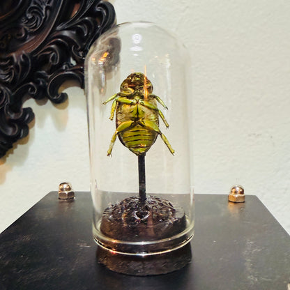 LTD Beetle Specimen In Glass Mini Dome Black Base