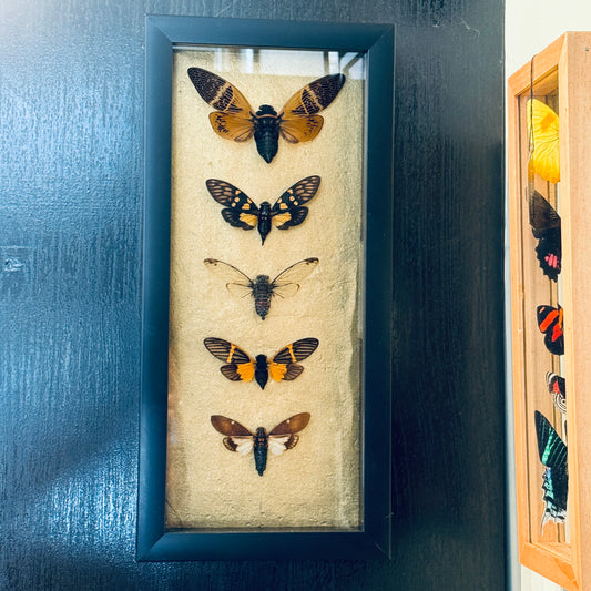 LTD Five Cicada Specimens Gold Background Shadowbox Art