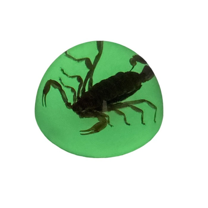 Scorpion or Spider in Half Dome Lucite Glow In Dark