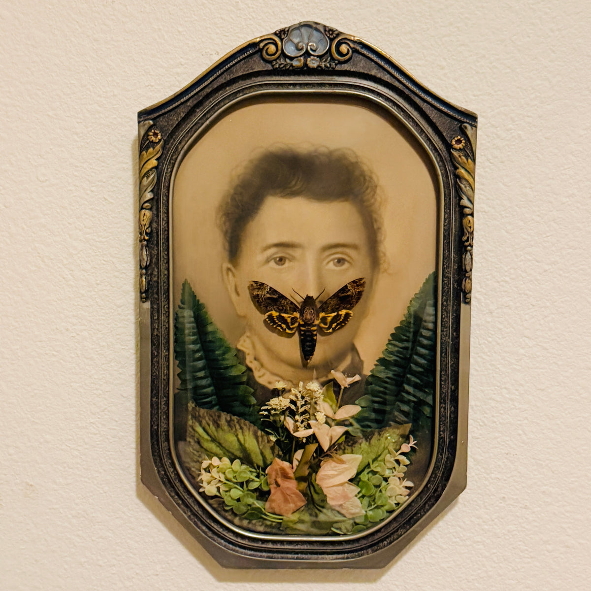 Veiled Curiosities { Viola } Death Head Hawkmoth Antique Marbled Frame