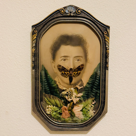 Veiled Curiosities { Viola } Death Head Hawkmoth Antique Marbled Frame
