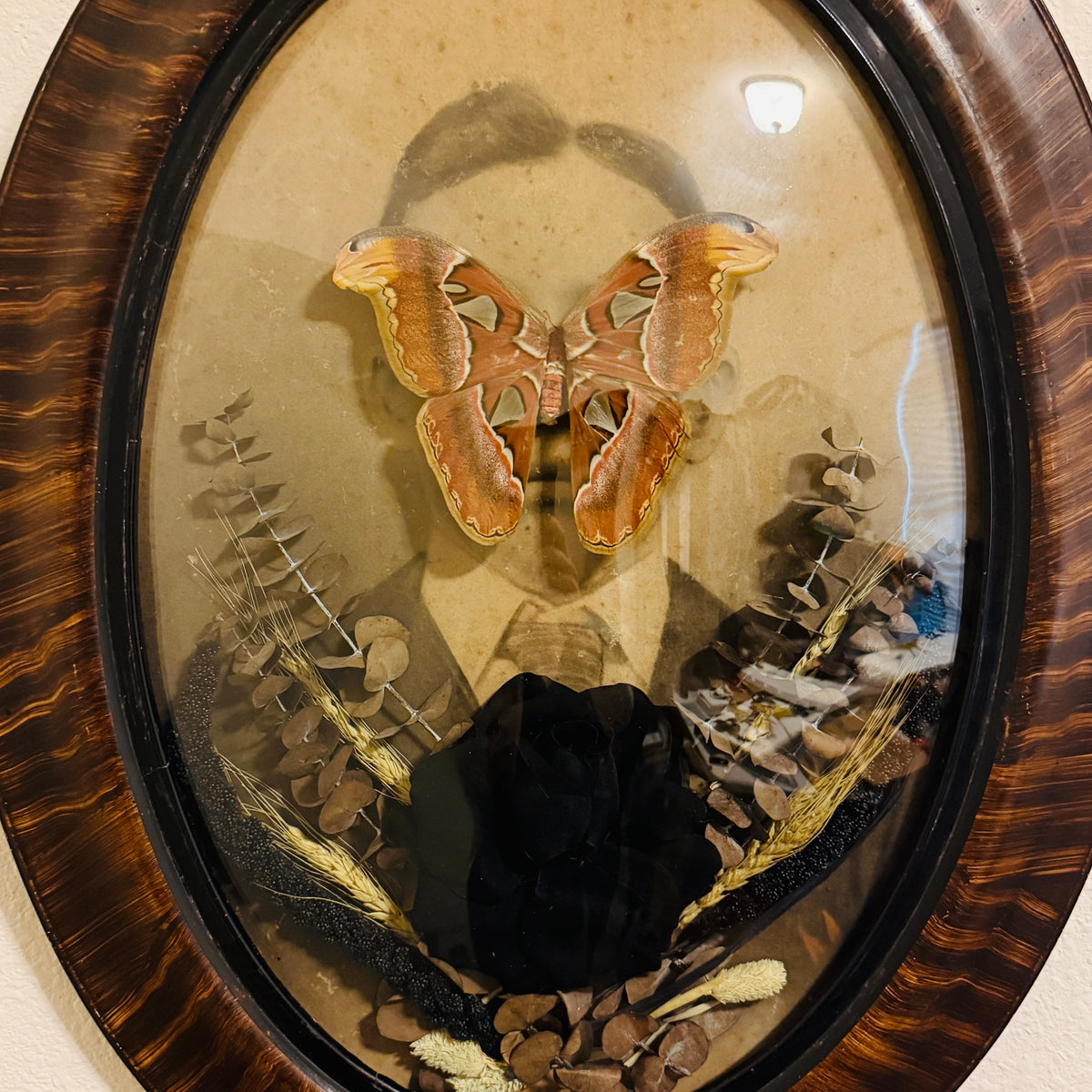 Veiled Curiosities { Octavius } Ceaser Atlas Moth Victorian Tiger Stripe Frame