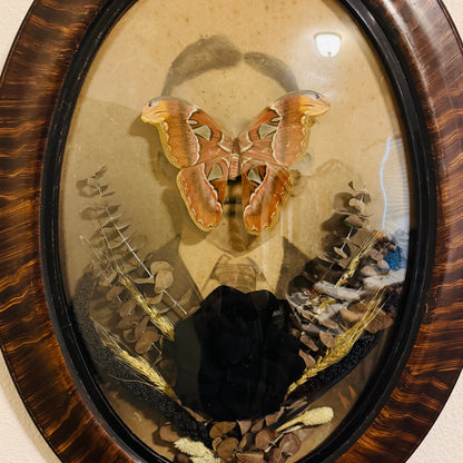 Veiled Curiosities { Octavius } Ceaser Atlas Moth Victorian Tiger Stripe Frame
