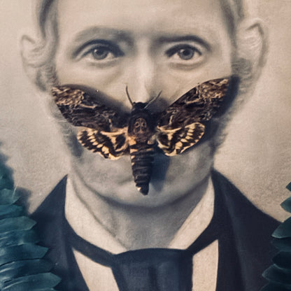 Veiled Curiosities { Sigfried } Death Head Hawkmoth Victorian Gold Frame