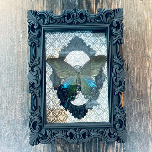 LTD Peacock Swallowtail Butterfly Shadowbox Art Silver Fan Background