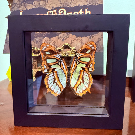 Framed Single Butterfly Siproeta Stelenes