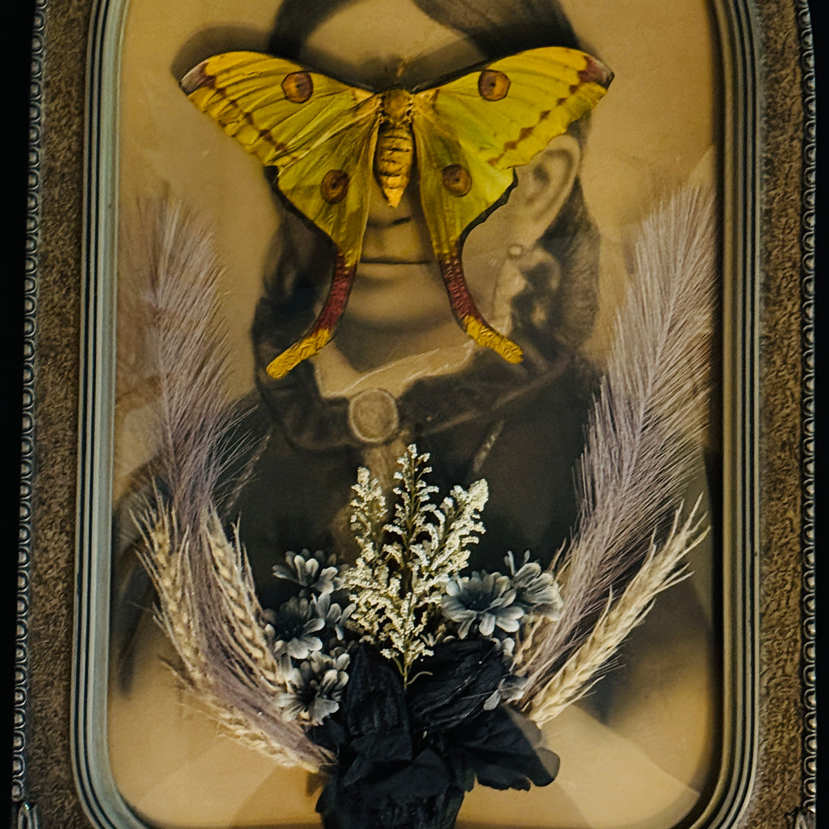 Veiled Curiosities { Evangeline } Argema Mittrei Marbled Deco Edges Victorian Frame