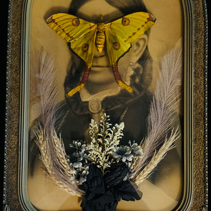 Veiled Curiosities { Evangeline } Argema Mittrei Marbled Deco Edges Victorian Frame