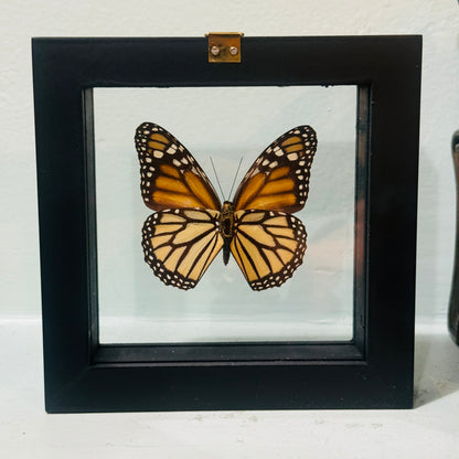 Framed Single Butterfly Specimen Monarch Danaus Plexippus