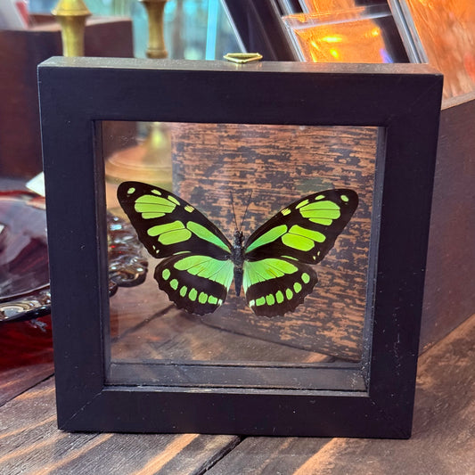 Framed Single Butterfly Philaethra Dido