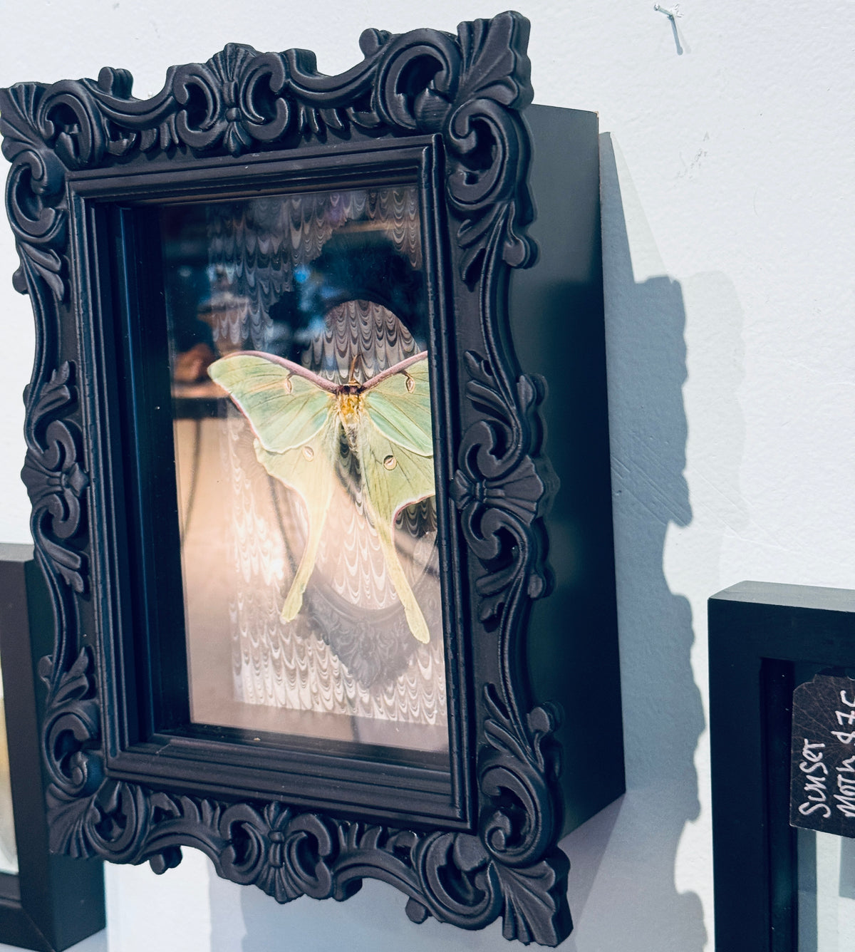 LTD Luna Moth Shadowbox Art Gray Background