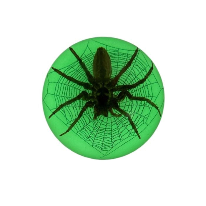 Scorpion or Spider in Half Dome Lucite Glow In Dark