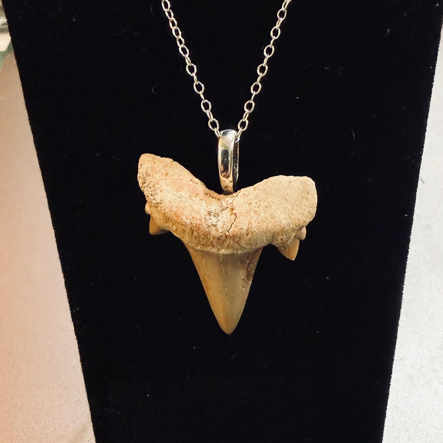Sterling Fossilized Shark Tooth Necklace
