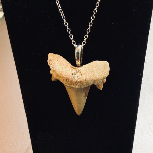 Sterling Fossilized Shark Tooth Necklace
