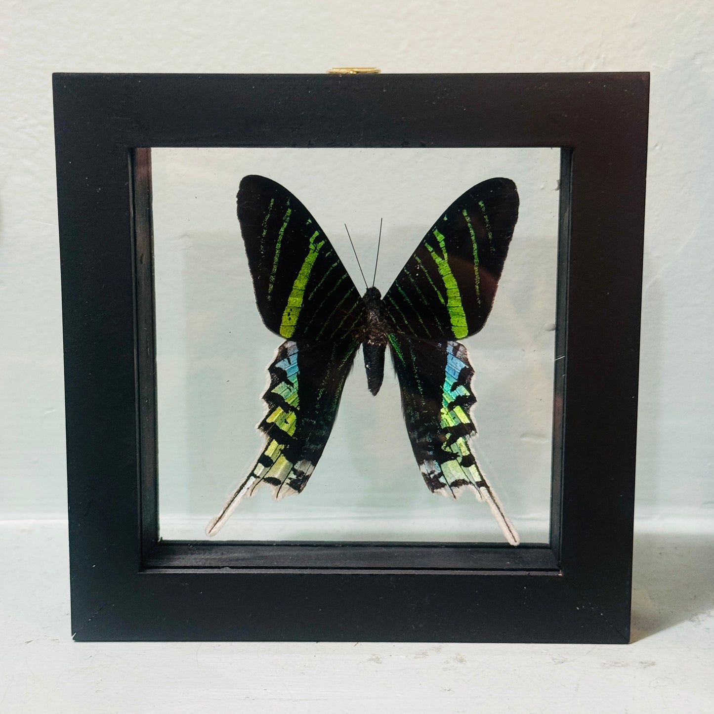 Framed Single Moth Specimen Urania Leilus