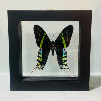 Framed Single Moth Specimen Urania Leilus