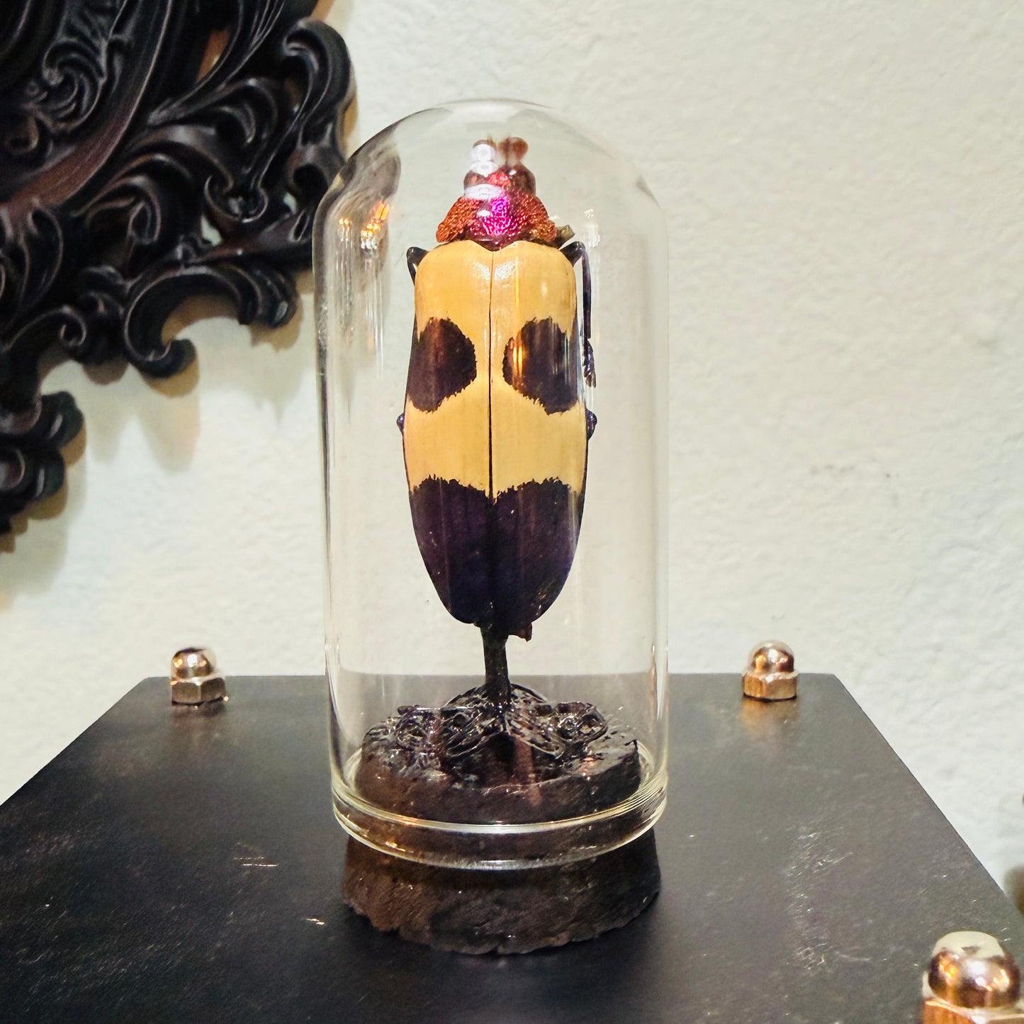 LTD Beetle Specimen In Glass Mini Dome Black Base