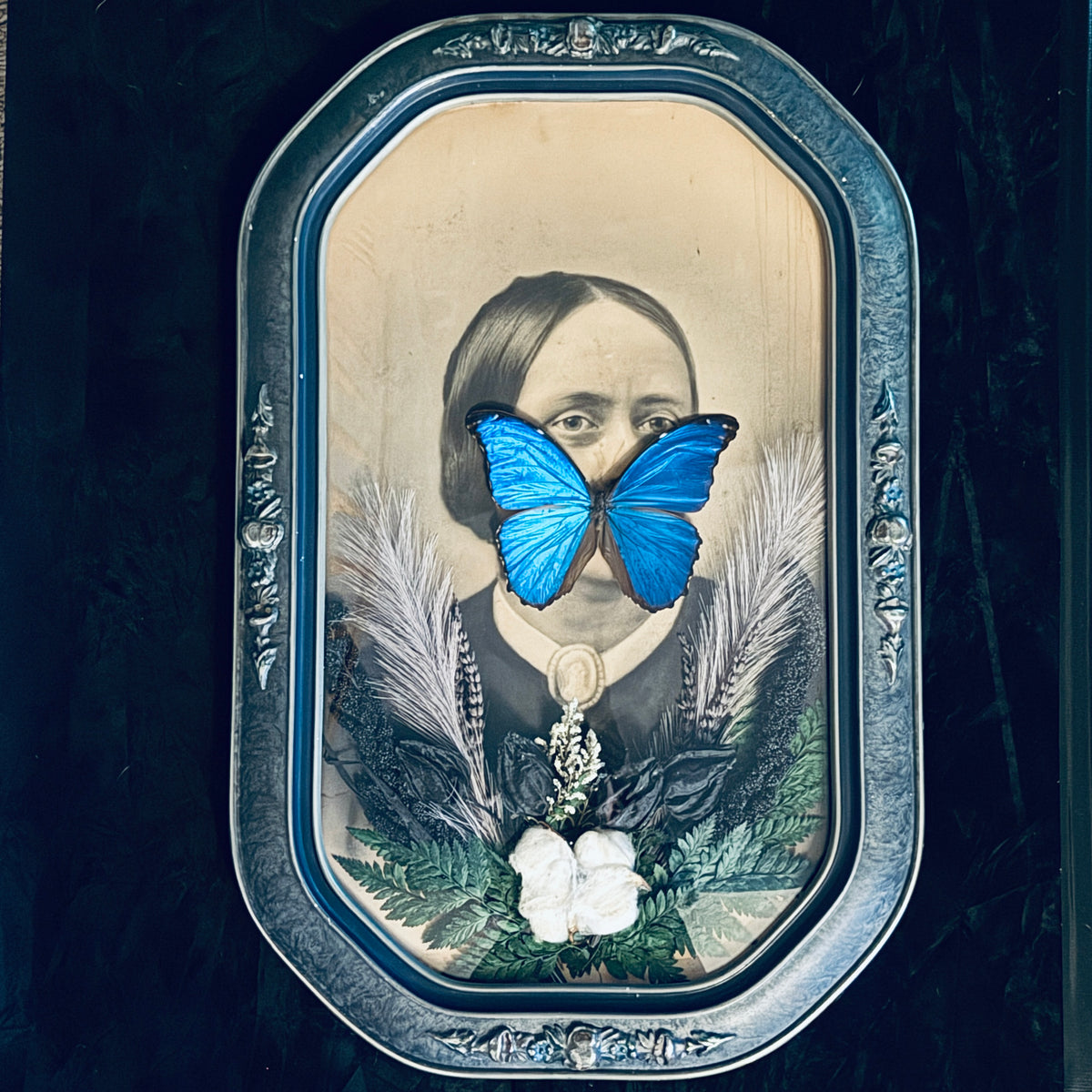 Veiled Curiosities { Theodora } Blue Morpho Silver Blue Convex Frame