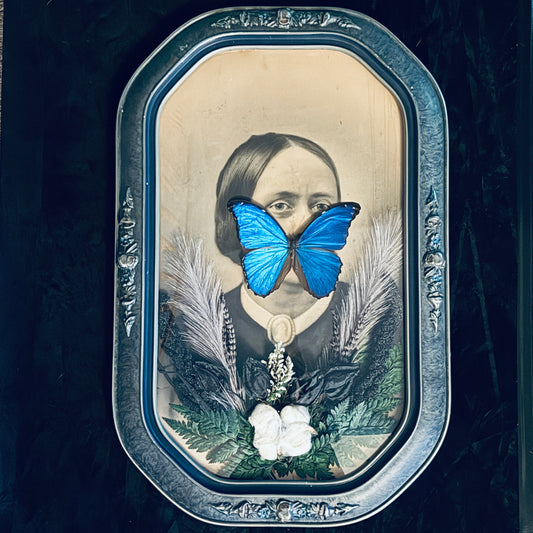 Veiled Curiosities { Theodora } Blue Morpho Silver Blue Convex Frame