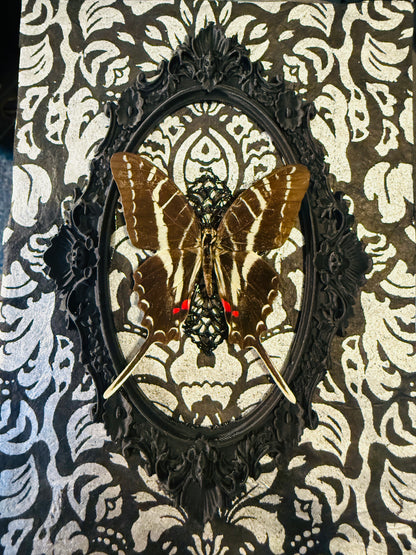 LTD Dark Zebra Swallowtail Shadowbox Art Silver Damask Background