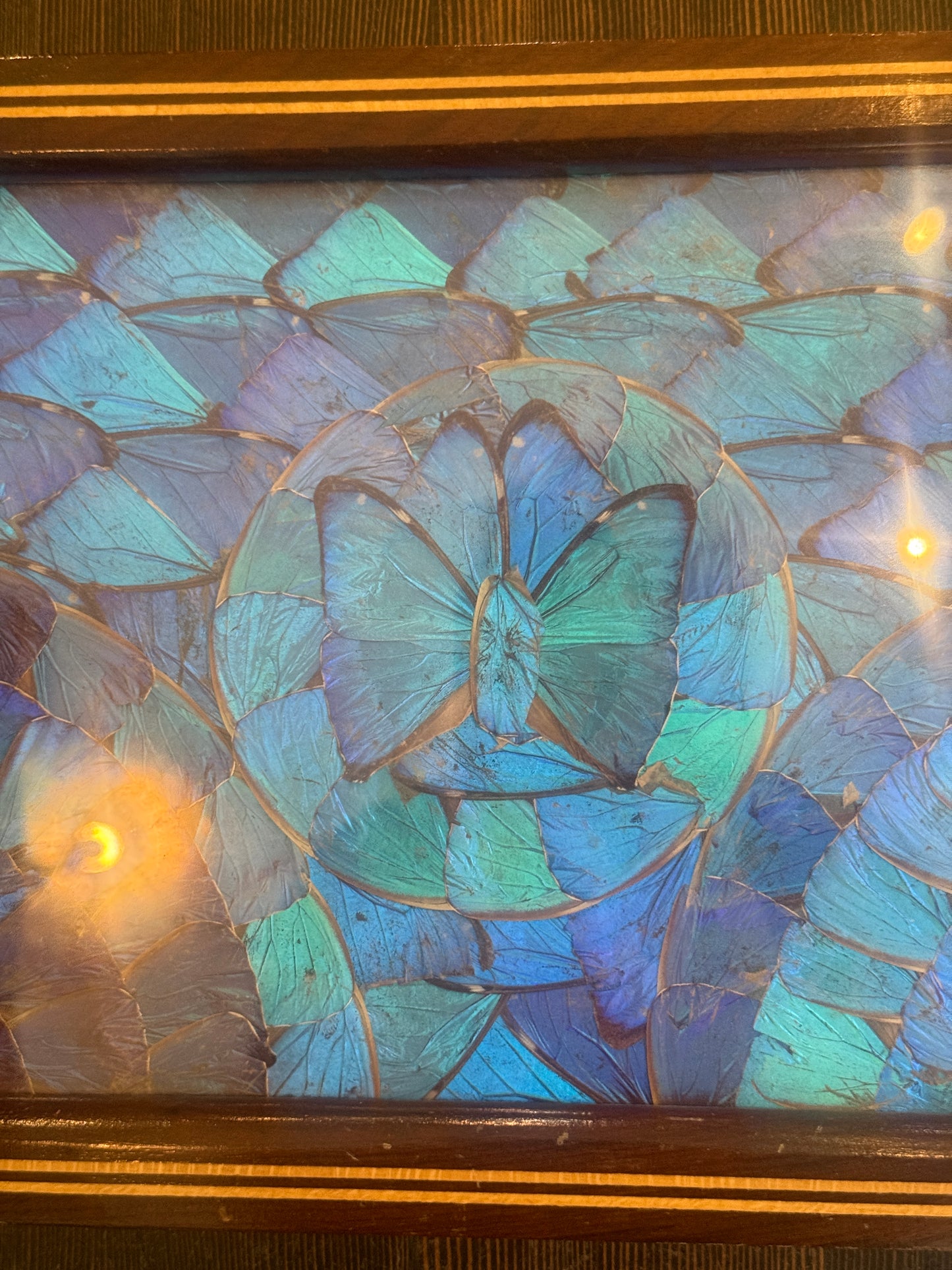 Antique Blue Morpho Butterfly Wing Art Tray Wood