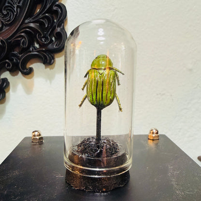 LTD Beetle Specimen In Glass Mini Dome Black Base