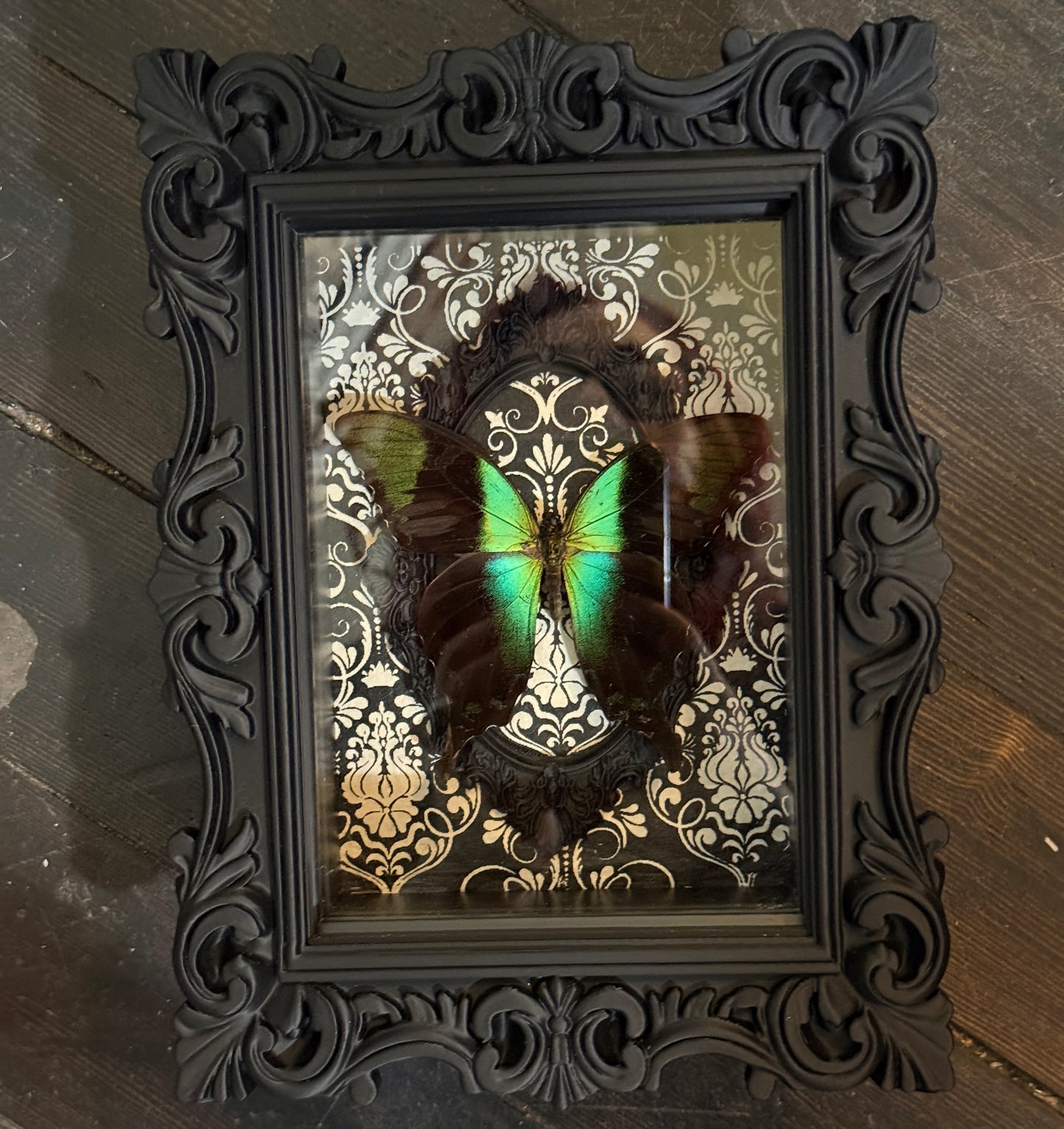 LTD Peacock Swallowtail Butterfly Shadowbox Art Black Damask Background