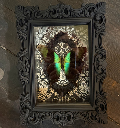 LTD Peacock Swallowtail Butterfly Shadowbox Art Black Damask Background