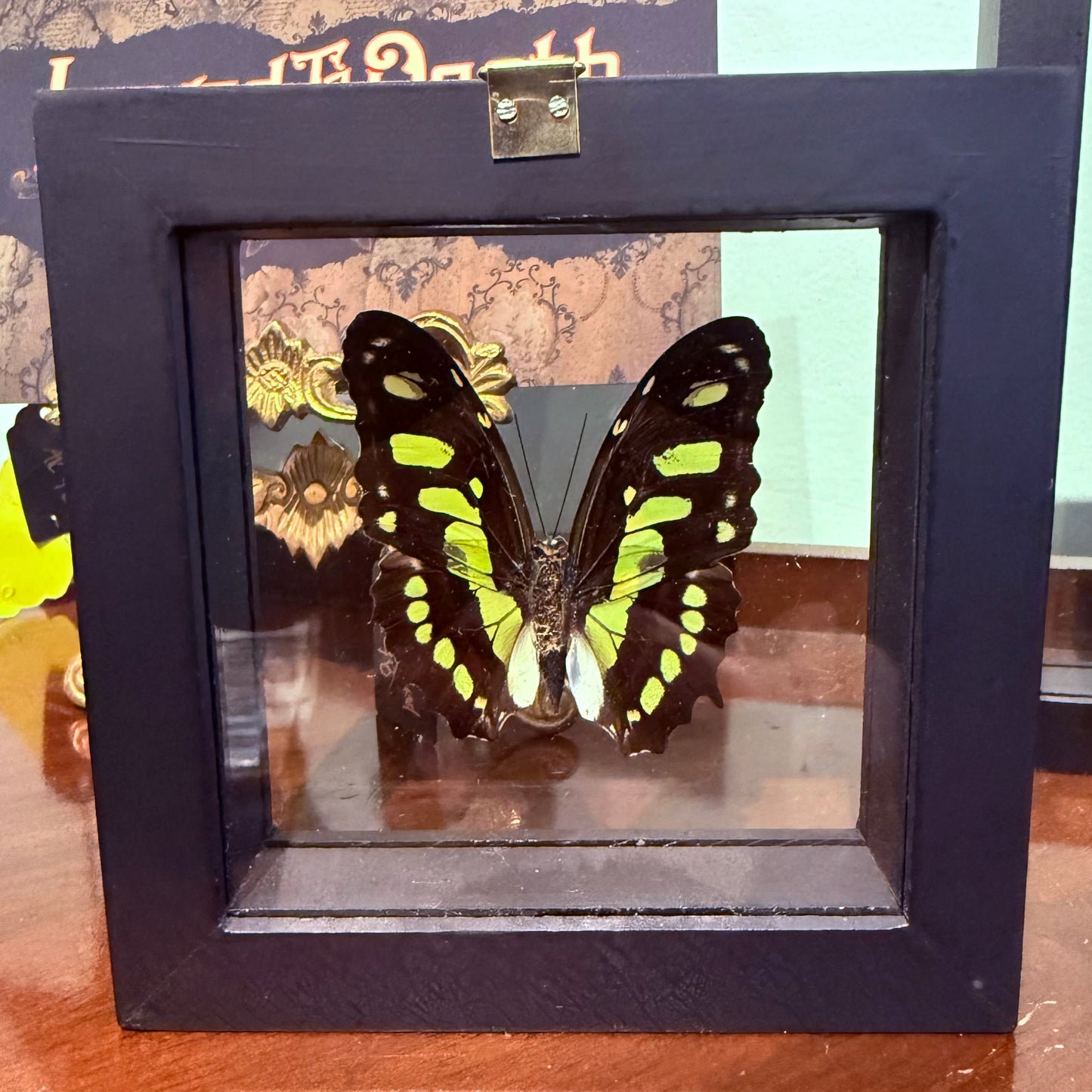 Framed Single Butterfly Siproeta Stelenes