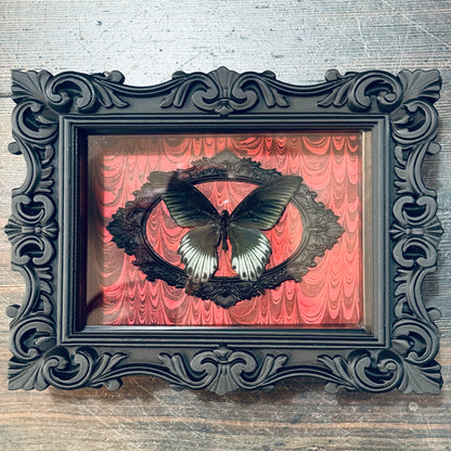 LTD Great Mormon Butterfly Shadowbox Art Red Background
