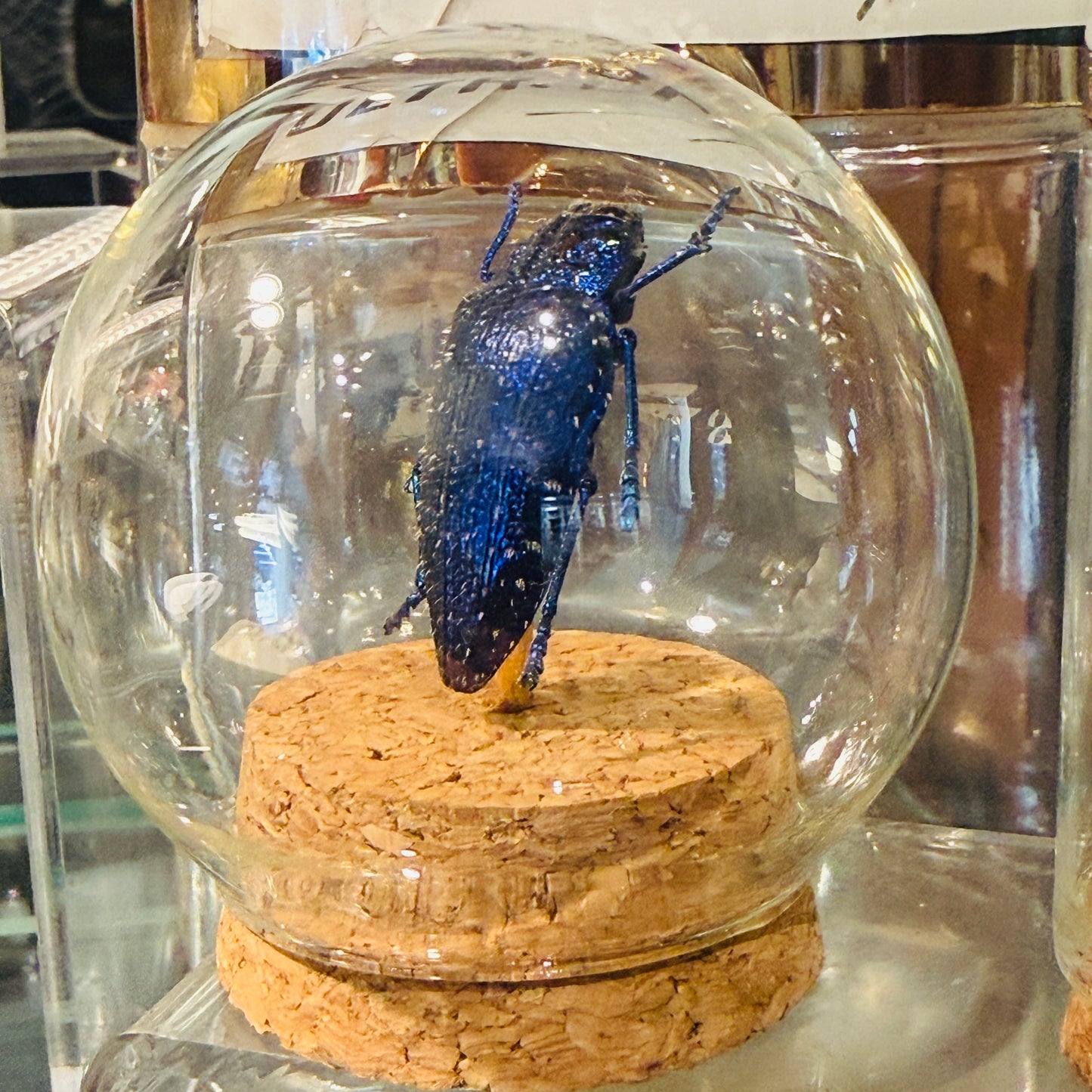 Polybothris Gemma Blue Jewel Beetle In Dome
