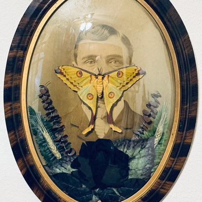 Veiled Curiosities { Lucien } Tiger Stripe Convex Frame Comet Moth