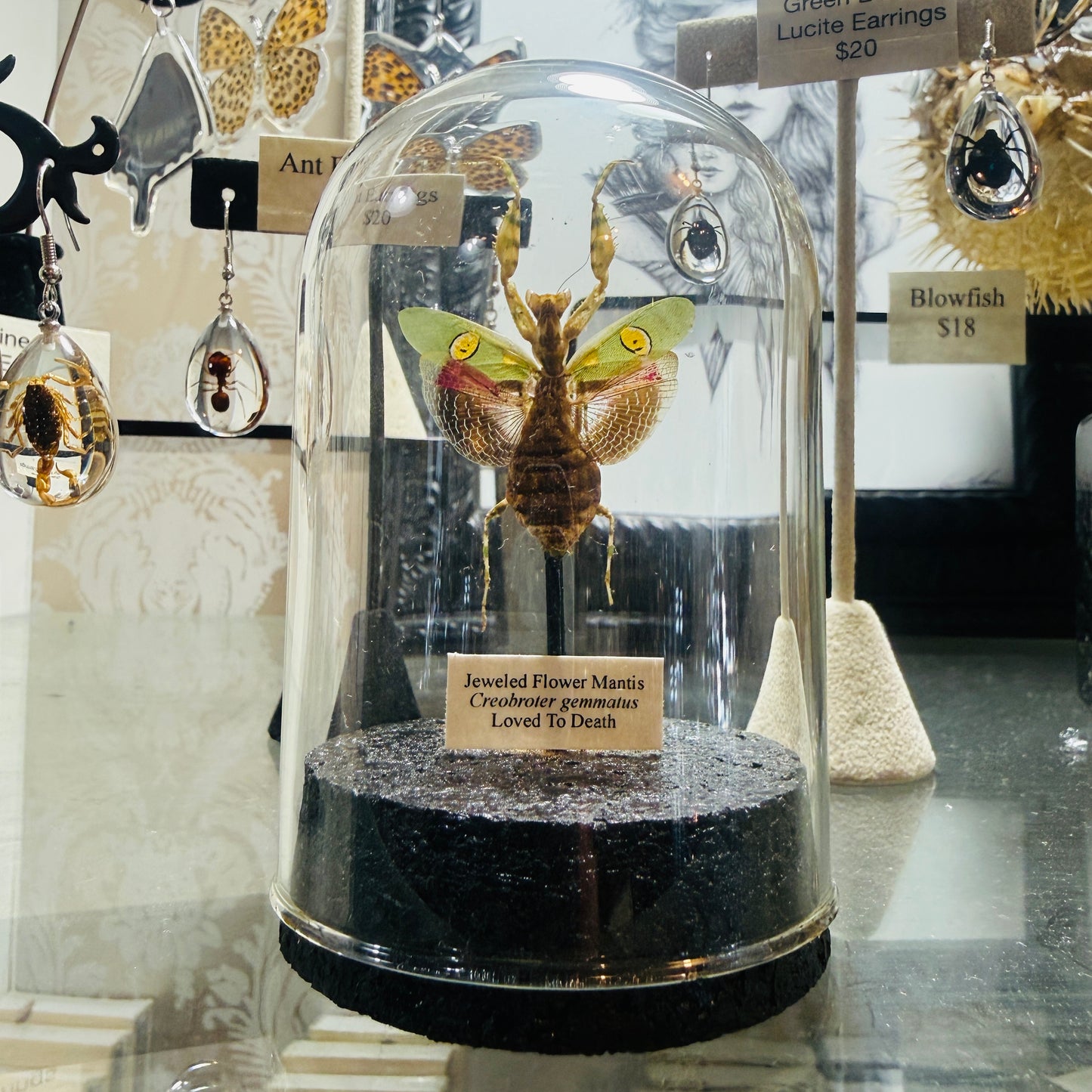 LTD Jeweled Flower Mantis Specimen In Glass Dome Black Base