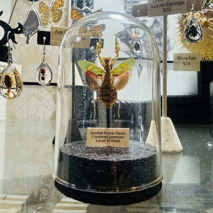 LTD Jeweled Flower Mantis Specimen In Glass Dome Black Base