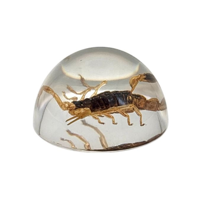 Scorpion or Spider in Half Dome Lucite