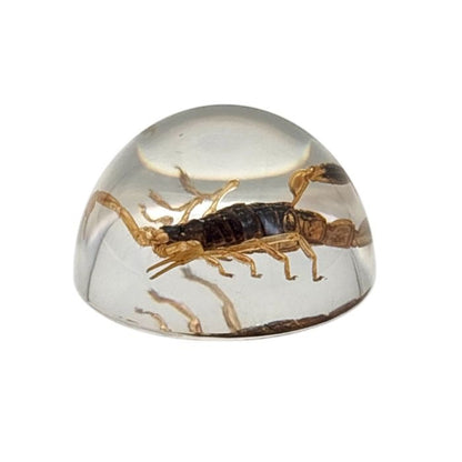 Scorpion or Spider in Half Dome Lucite