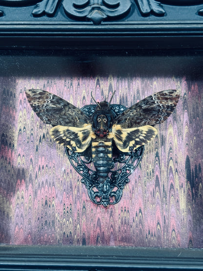 LTD Death Head Moth Acherontia genus Shadowbox Art Swirl Background