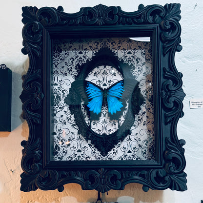 Blue Mountain Swallowtail Butterfly  Shadowbox Art  Silver Victorian Background