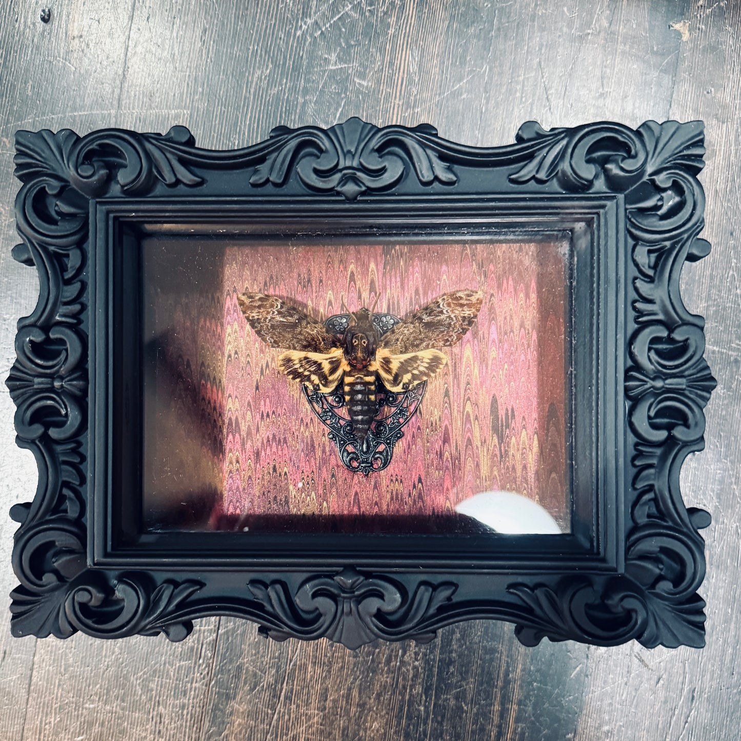 LTD Death Head Moth Acherontia genus Shadowbox Art Swirl Background