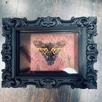 LTD Death Head Moth Acherontia genus Shadowbox Art Swirl Background