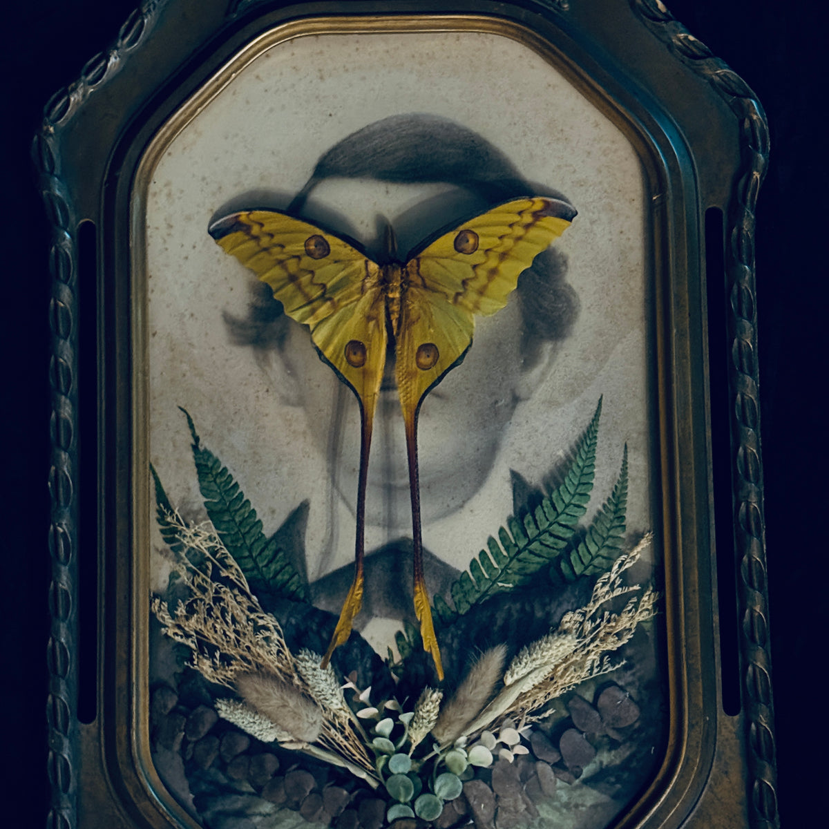 Veiled Curiosities { Edgar } Gold Pillar Frame Comet Moth