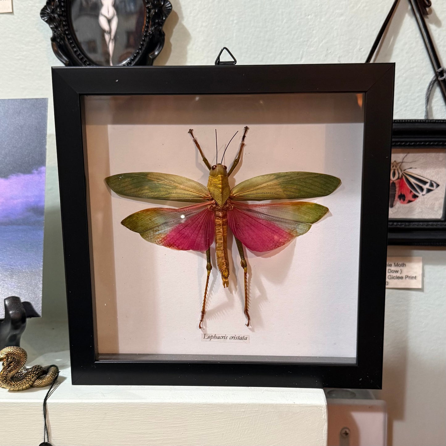Lophacris Cristata Pink-Winged Grasshopper Stick Nymph Shadowbox Black Frame