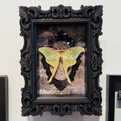 LTD Luna Moth Shadowbox Art Gray Background