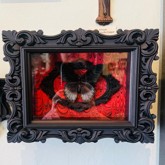 LTD Great Mormon Butterfly Shadowbox Art Red Background